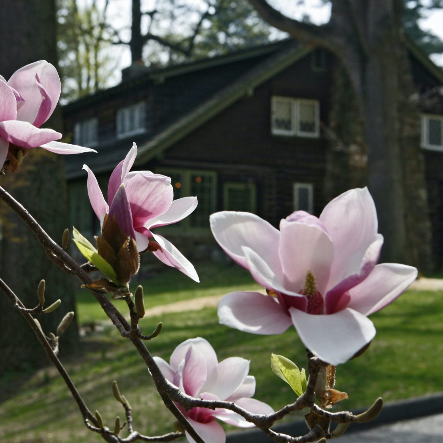 Magnolia blossoms cut across the image in the foreground and the Log House out of focus in the background.